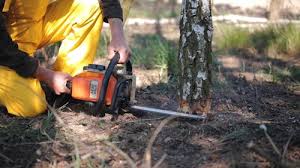 Best Root Management and Removal  in Westwood Shores, TX