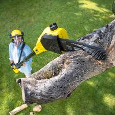 Best Tree Disease Treatment  in Westwood Shores, TX