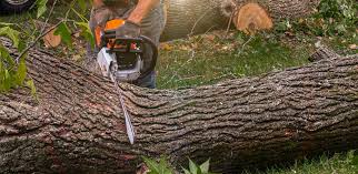 Best Tree Mulching Services  in Westwood Shores, TX