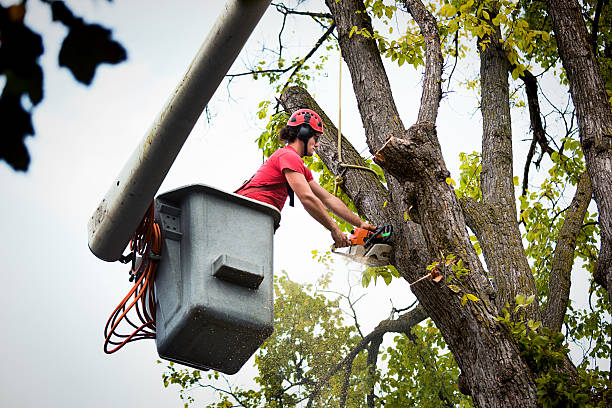 Best Hazardous Tree Removal  in Westwood Shores, TX