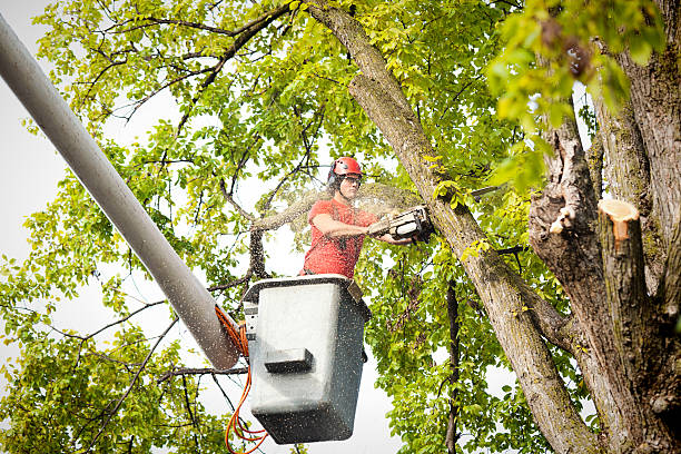 Best Tree Risk Assessment  in Westwood Shores, TX